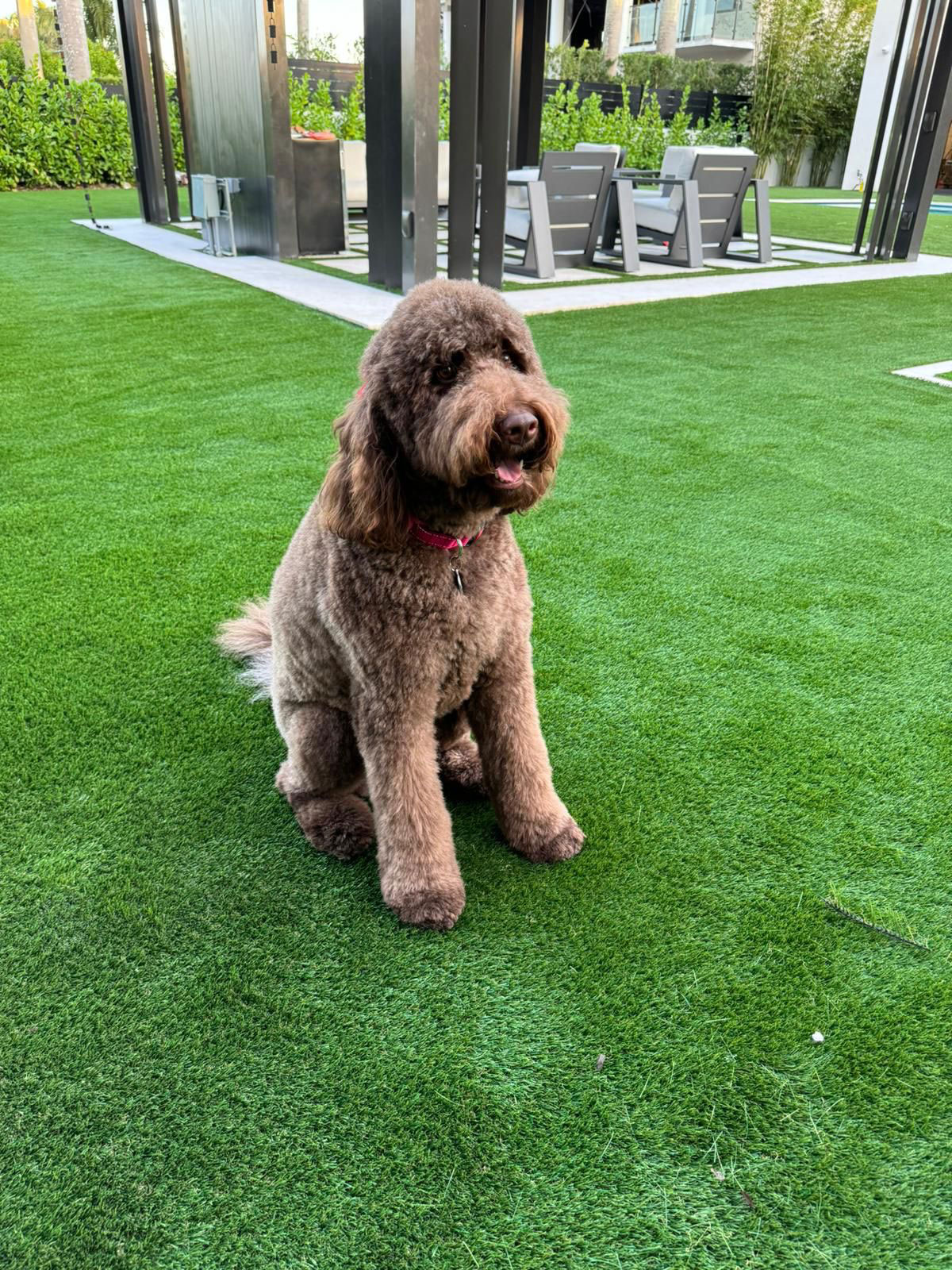 miami dolphins diamond turf